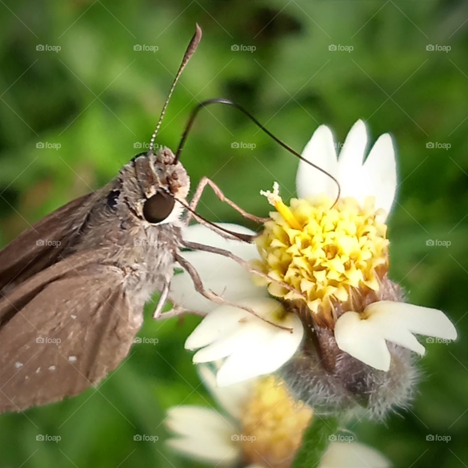 A moth enjoying the nectar.