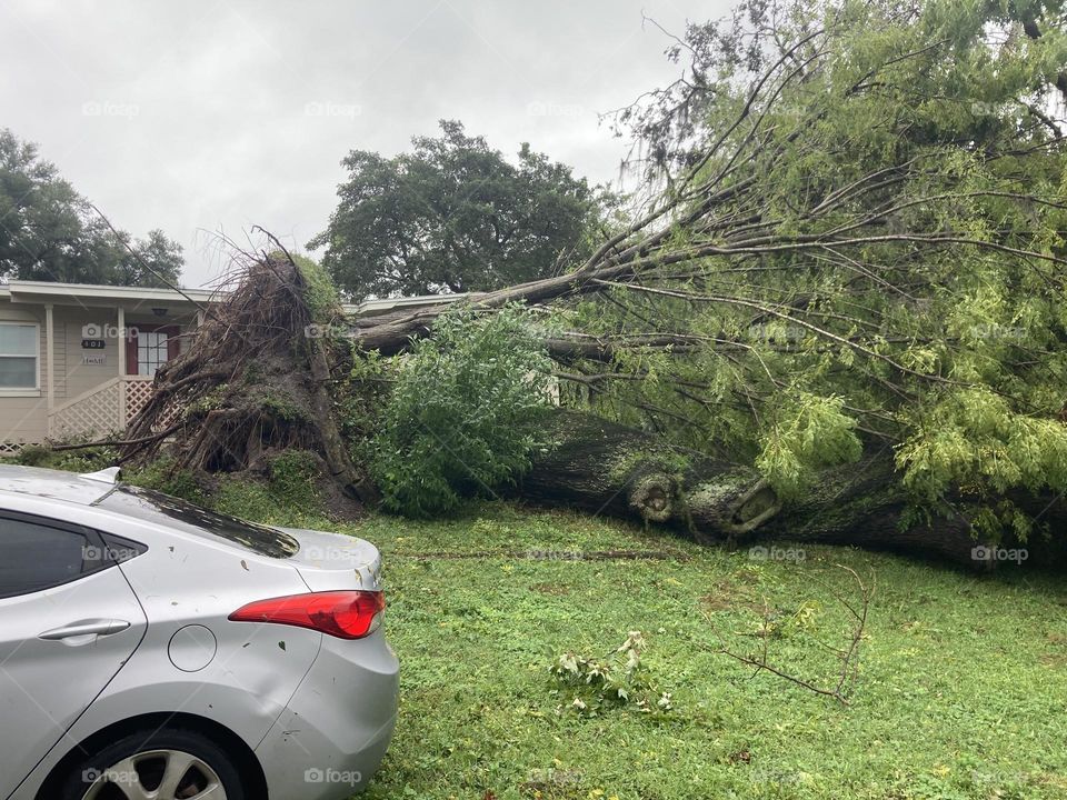Down tree from Hurricane Milton