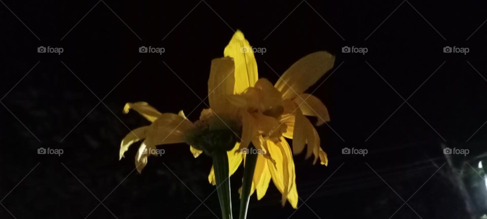 Arnica flower's photo is in night shade. This is bright yellow colour flower.
