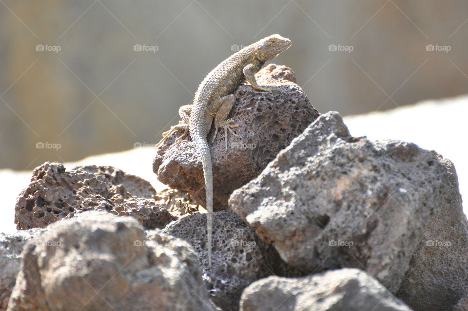 Sunbathing lizard