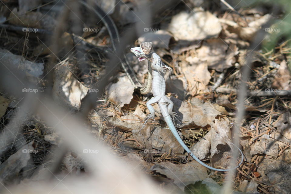 Snake hunting a Lizard.