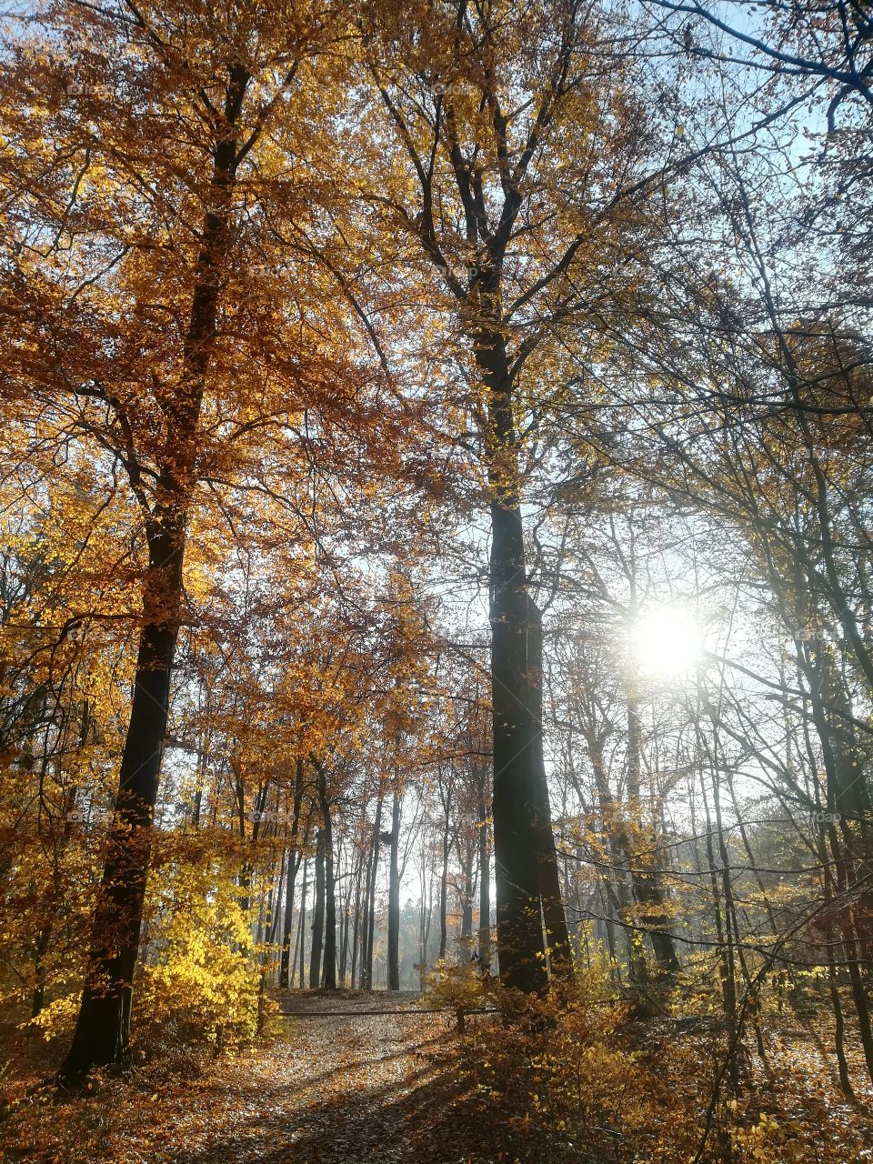 Wald Baum Himmel Sonne Natur Herbst