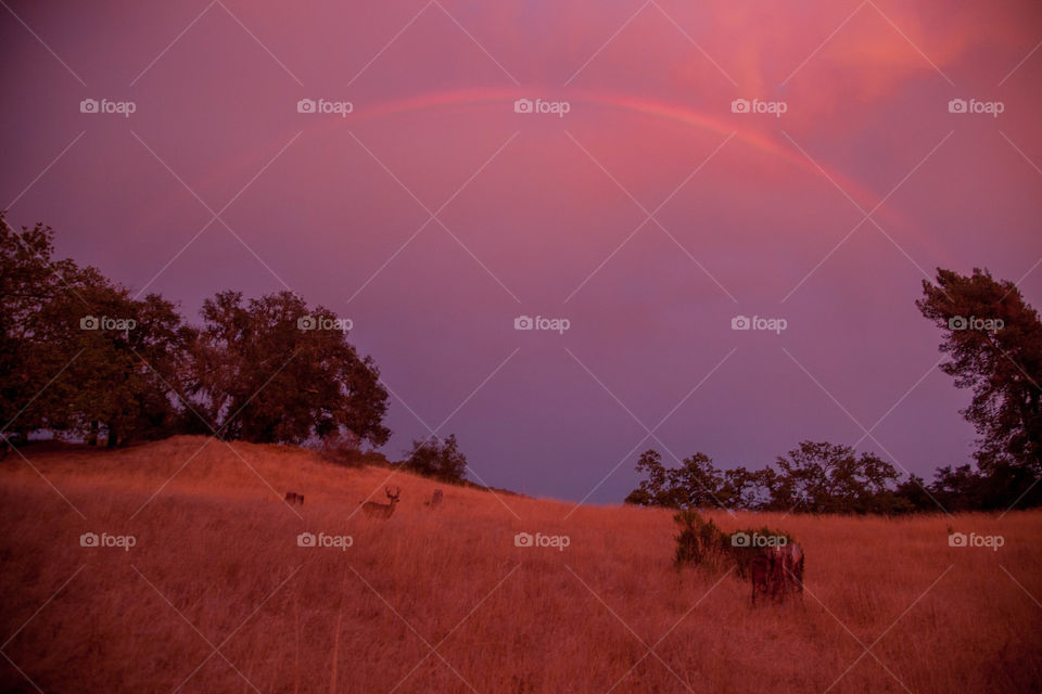 Sunset rainbow. A rare rainbow at sunset with a deer under it 
