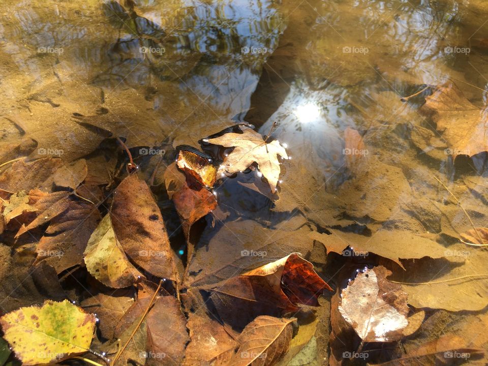 Fall water