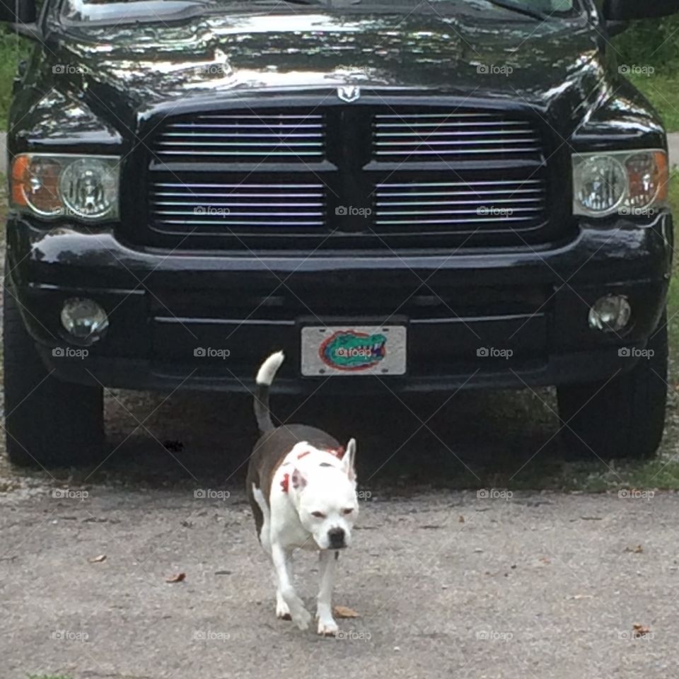 Foxy Roxy walking in front of the black truck with the Florida Gators plate