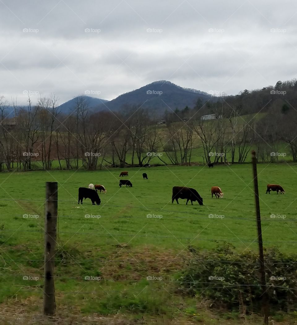 Mountainside Farm