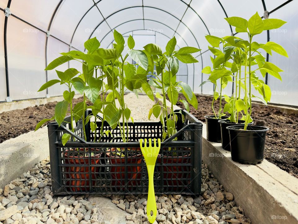 pepper seedlings in a greenhouse