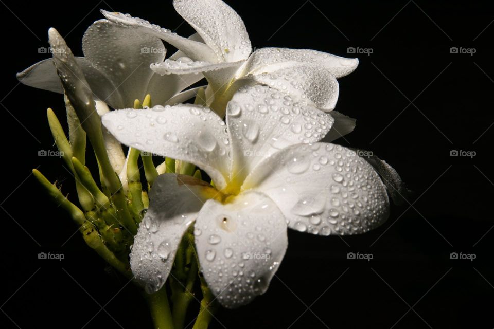 Raindrops on the flower/Gotas de chuva na flor.
