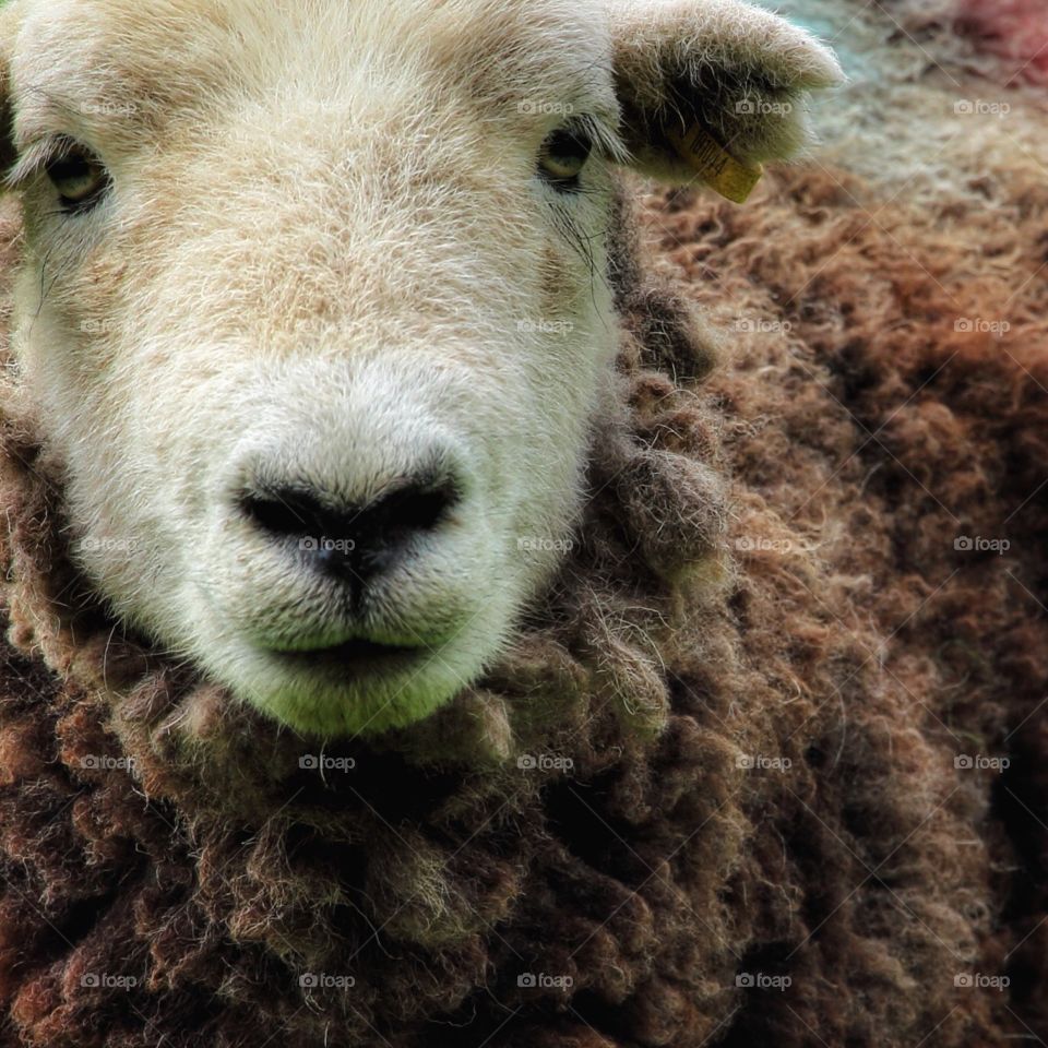 Herdwick sheep . Hogs the name for a young Herdwicks change from chocolate brown as they grow to adults 
