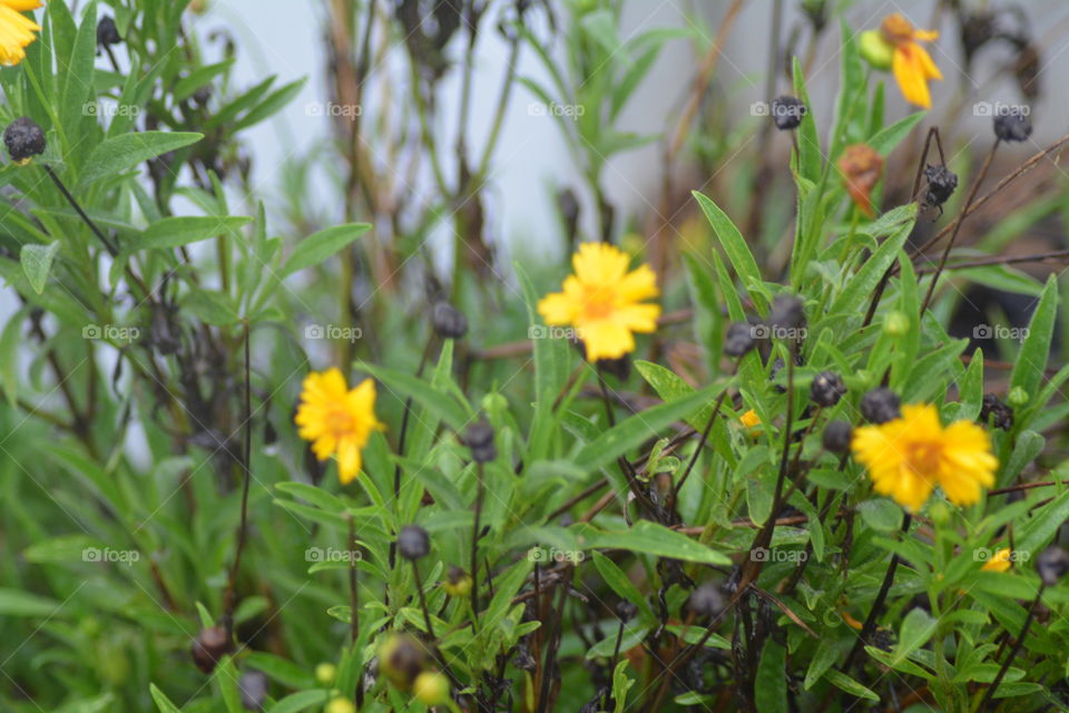 Nature, Flower, Summer, Leaf, Flora