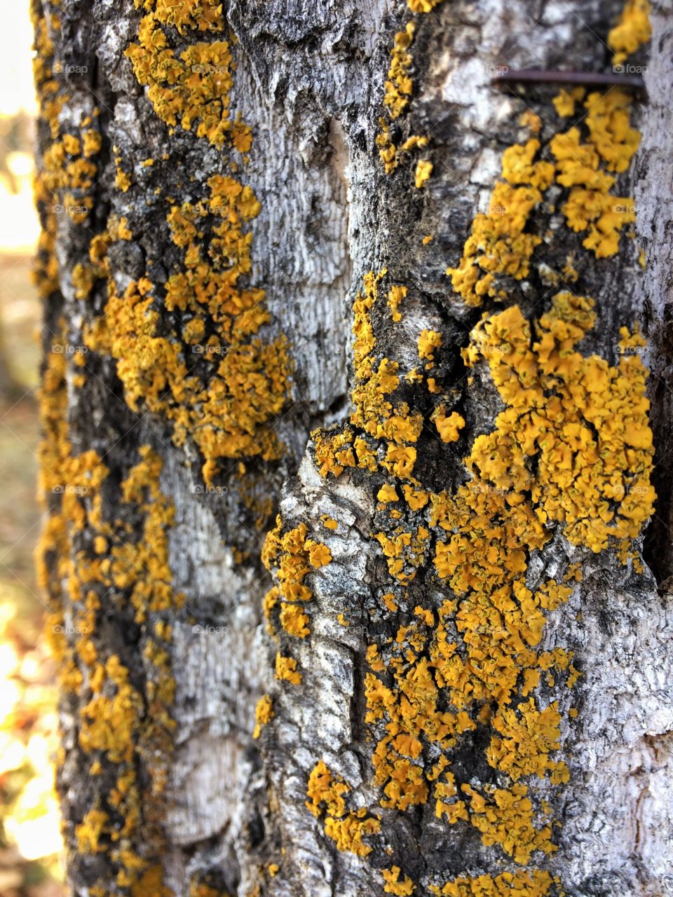 Lichen and bark