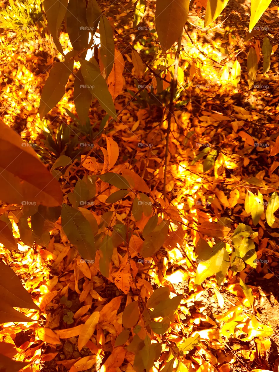 my autumn leaves
