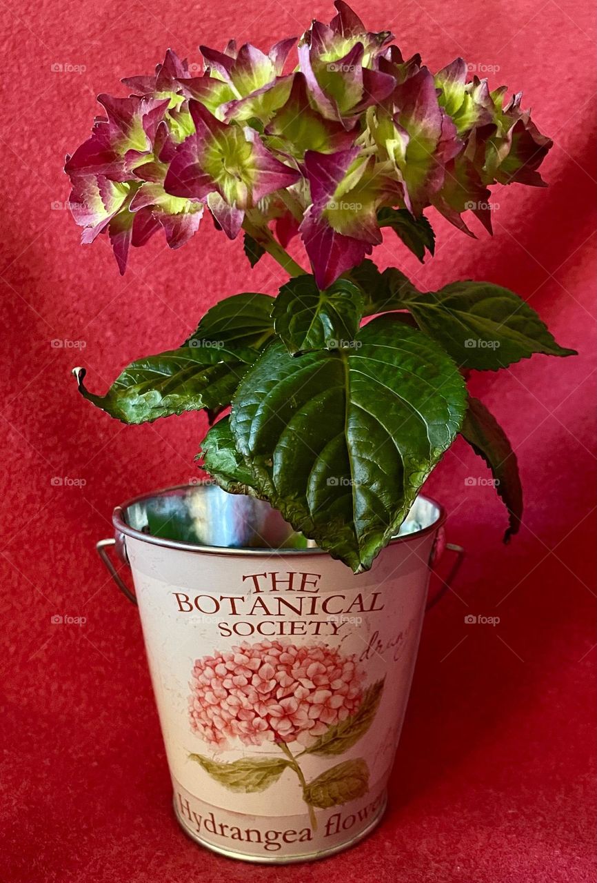 Hortensia in a bucket