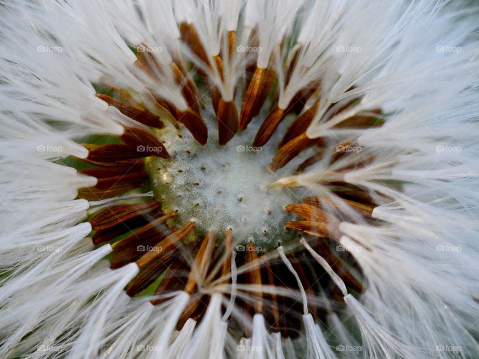 closeup of dandelion seeds