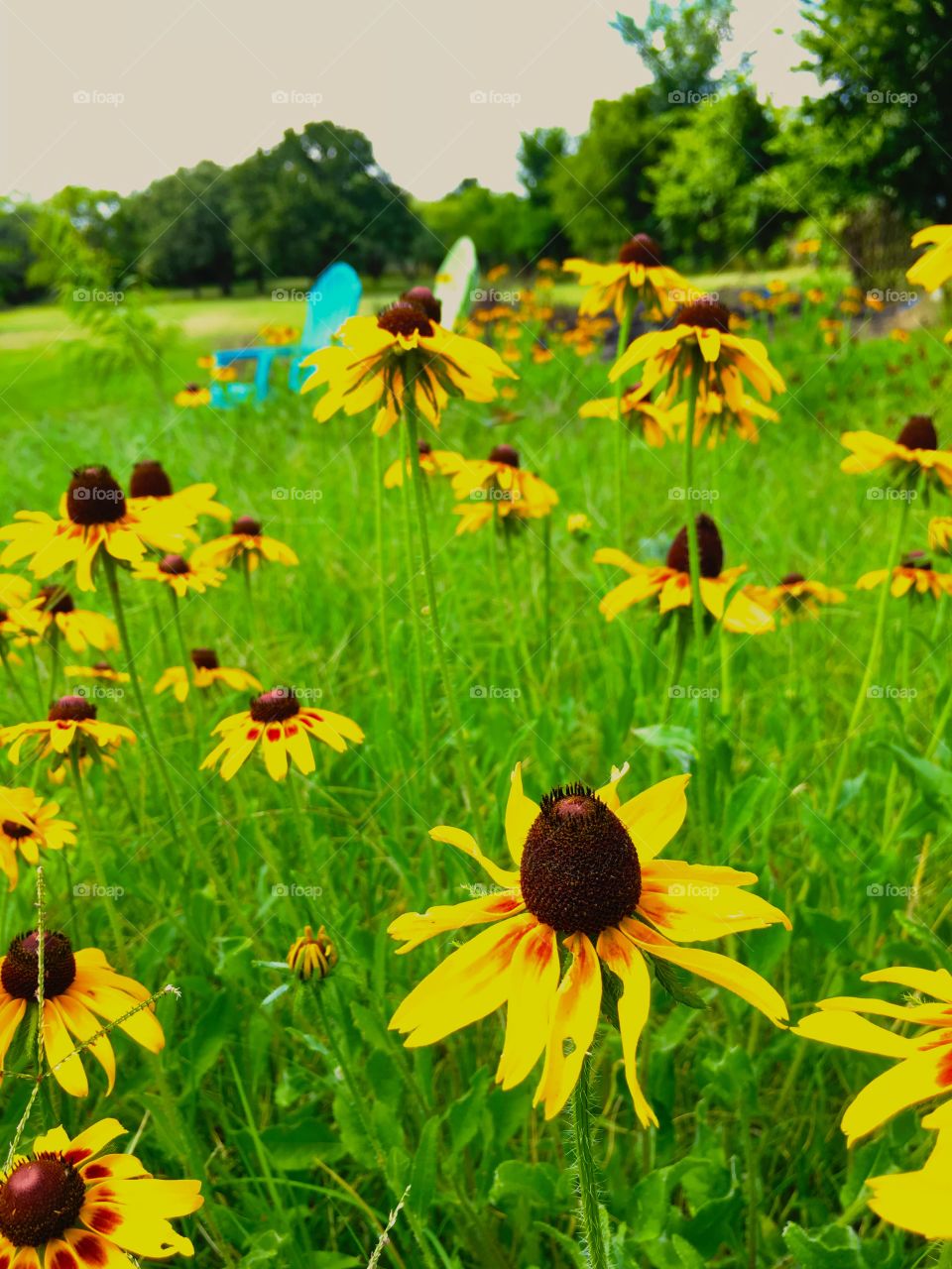 Yellow wild sunflowers growing in yard with colorful lawn chairs in background 