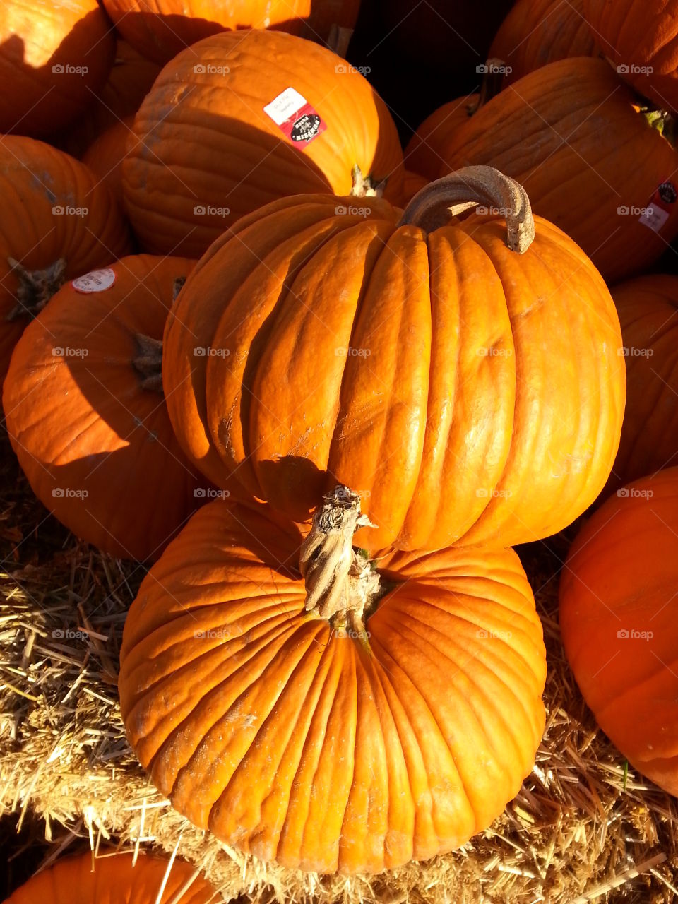 pumpkins