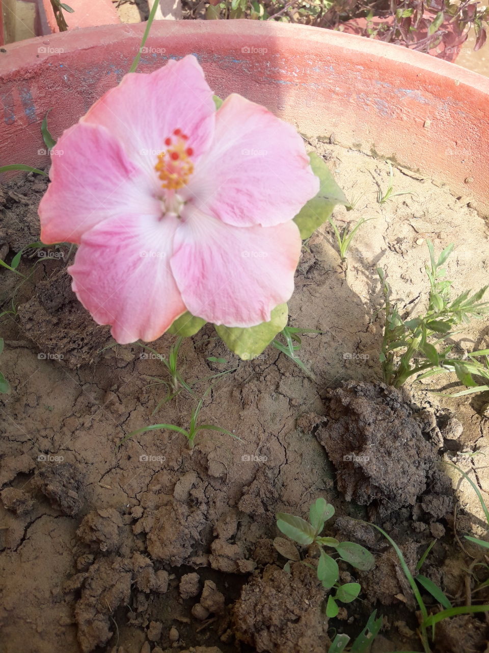 beautiful pink hibiscus that shows nature's beauty