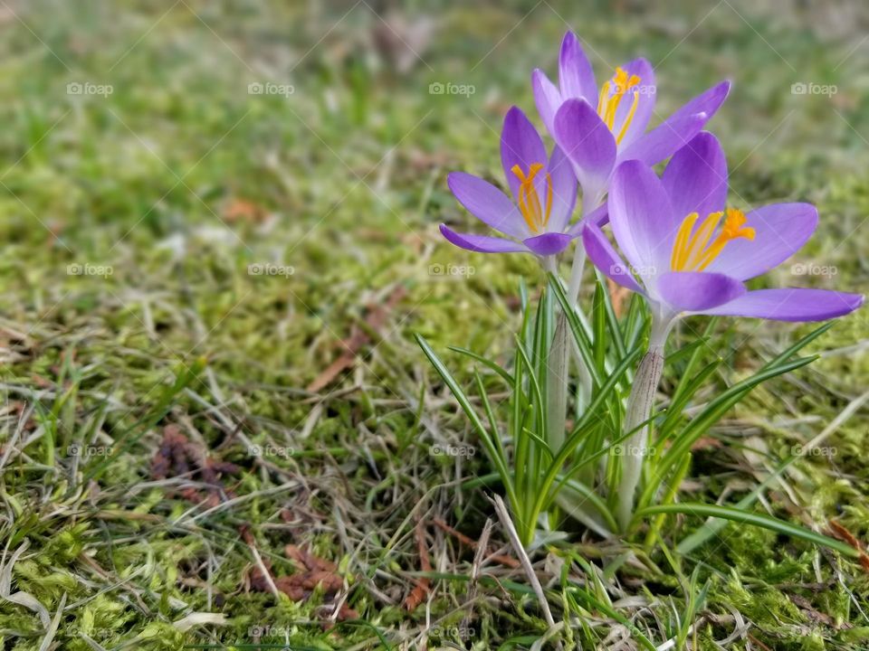 Crocus