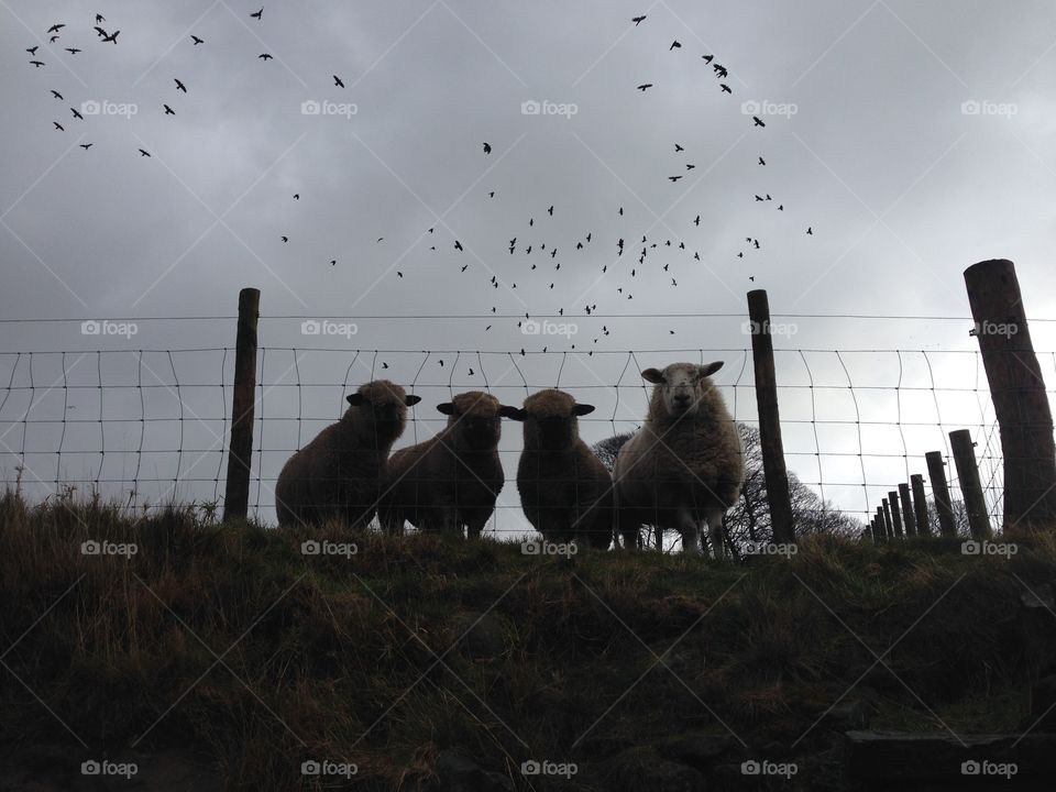 Sheep and birds