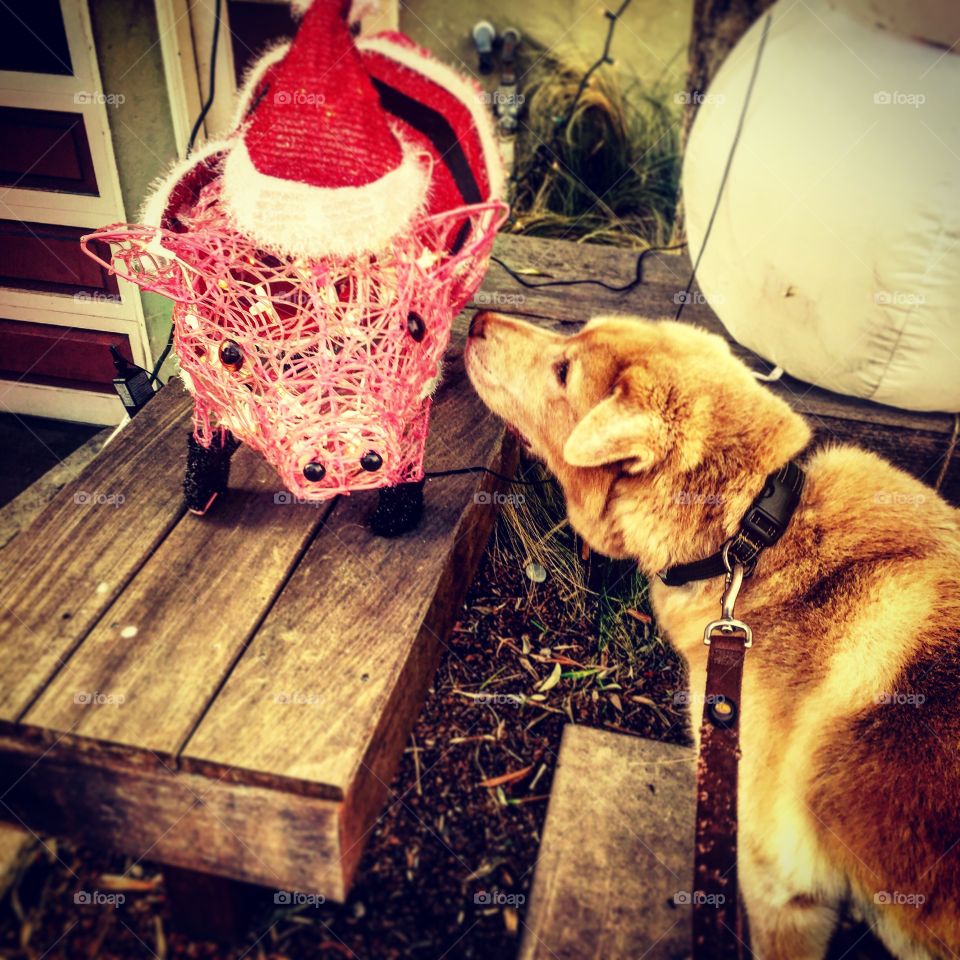 Dog and Christmas pig