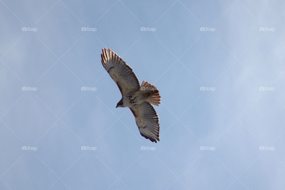 Low angle view of a flying bird