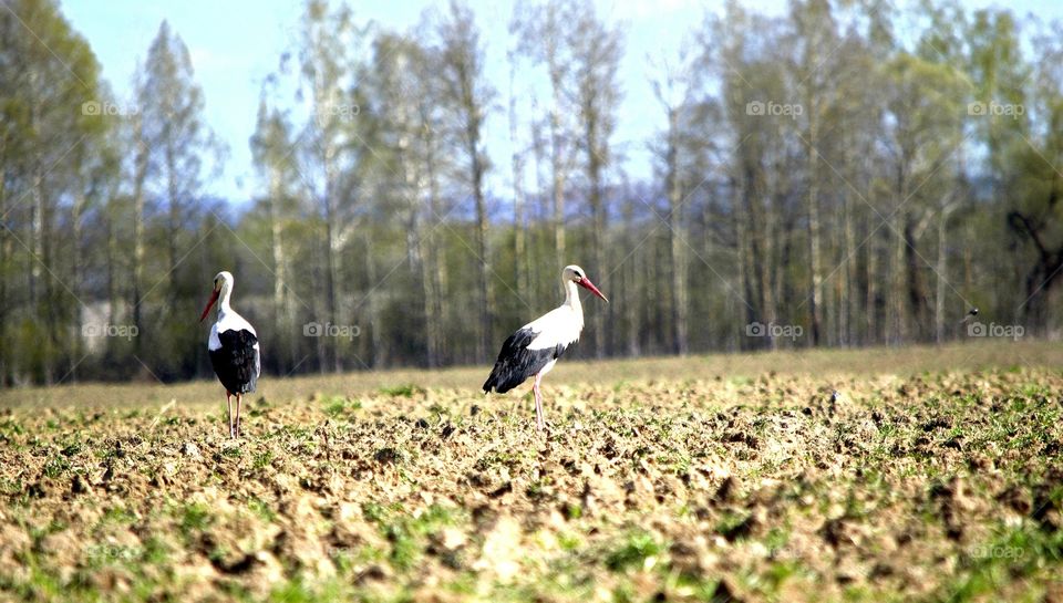 Stork in the field