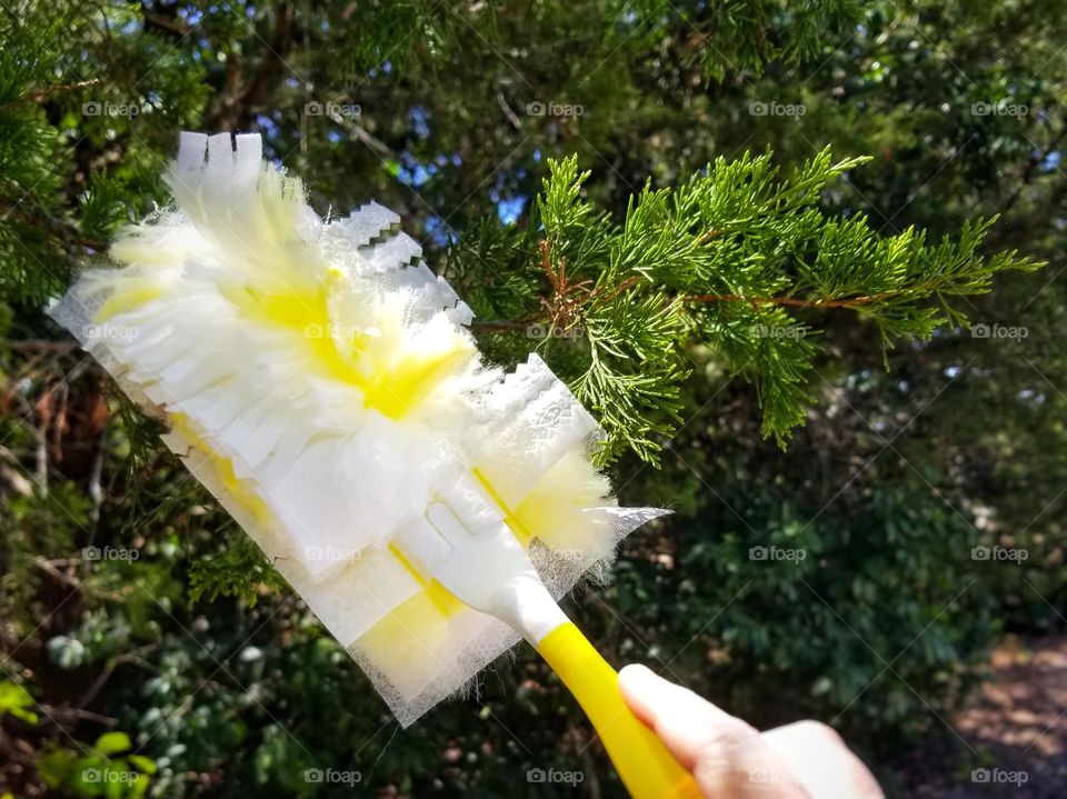 Dusting the Evergreens