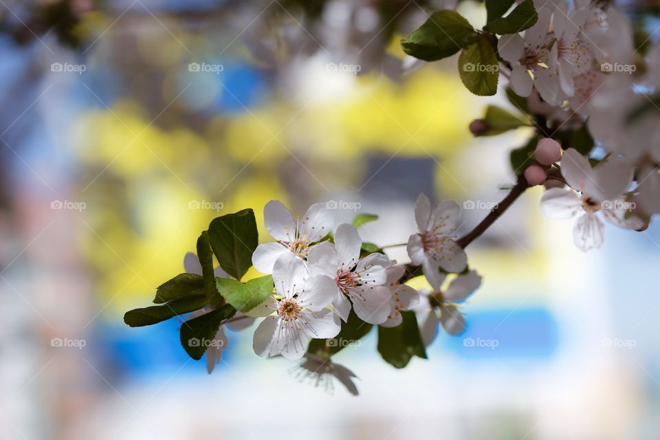 Cherry blossom blooming at outdoors