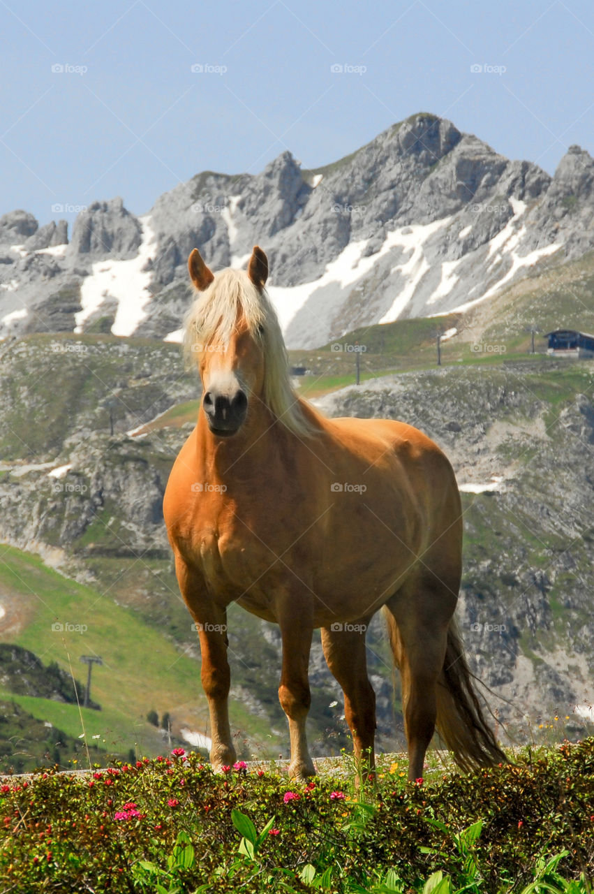 Wild horse in the mountains, Austria.