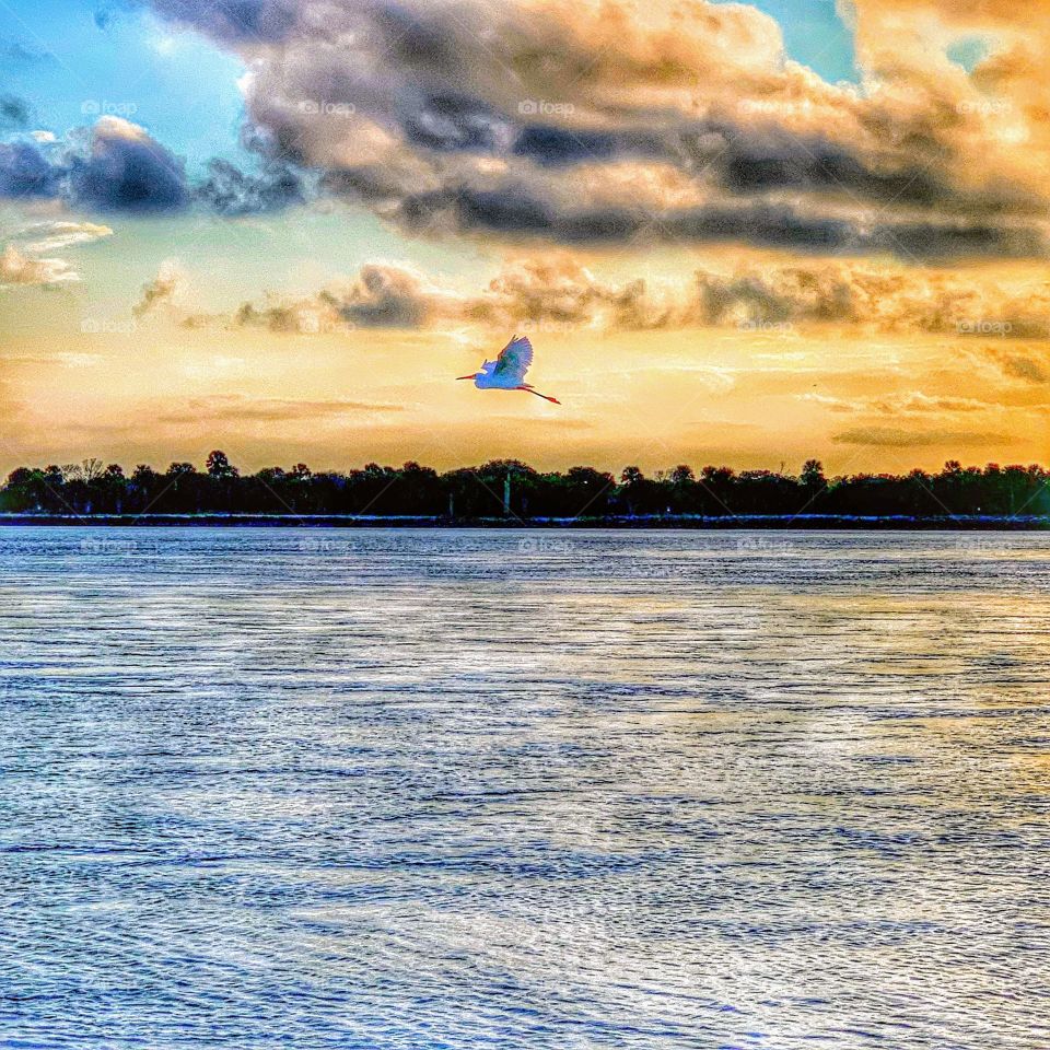 Egret in flight