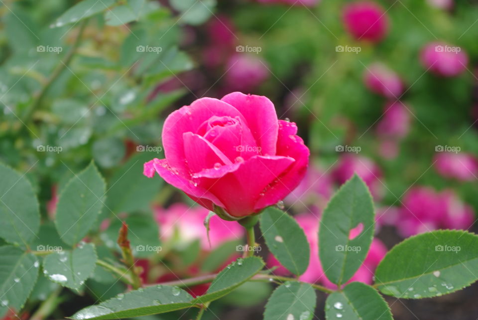 Raindrops on the rose and the rosebush