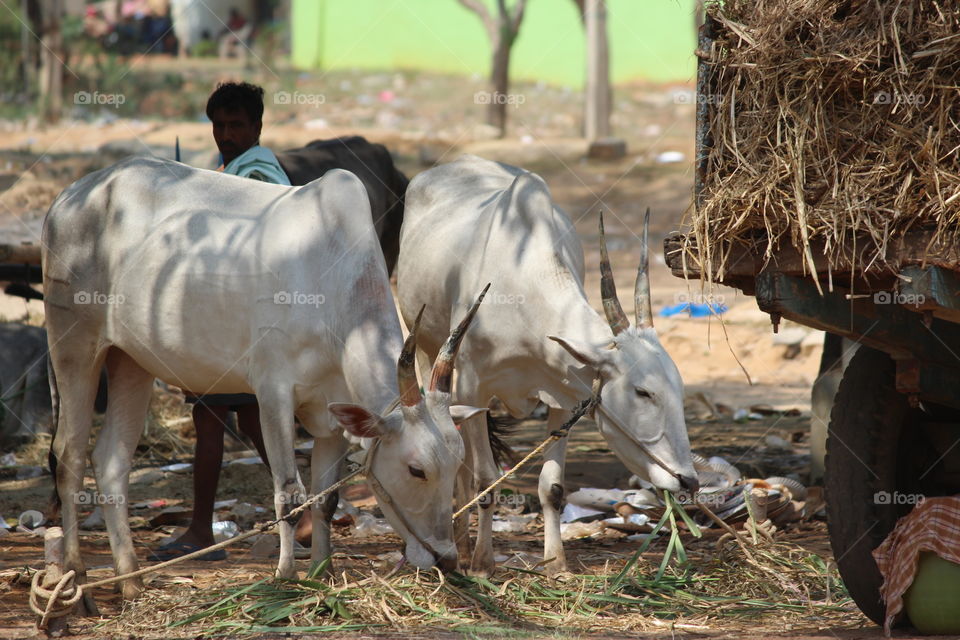 Cattle farm