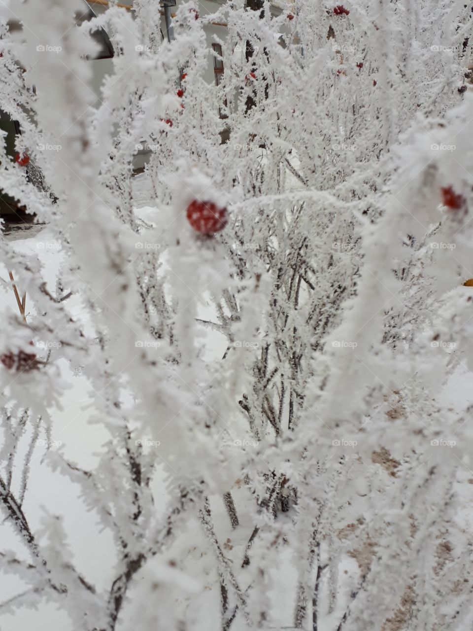 Rosehip under the snow