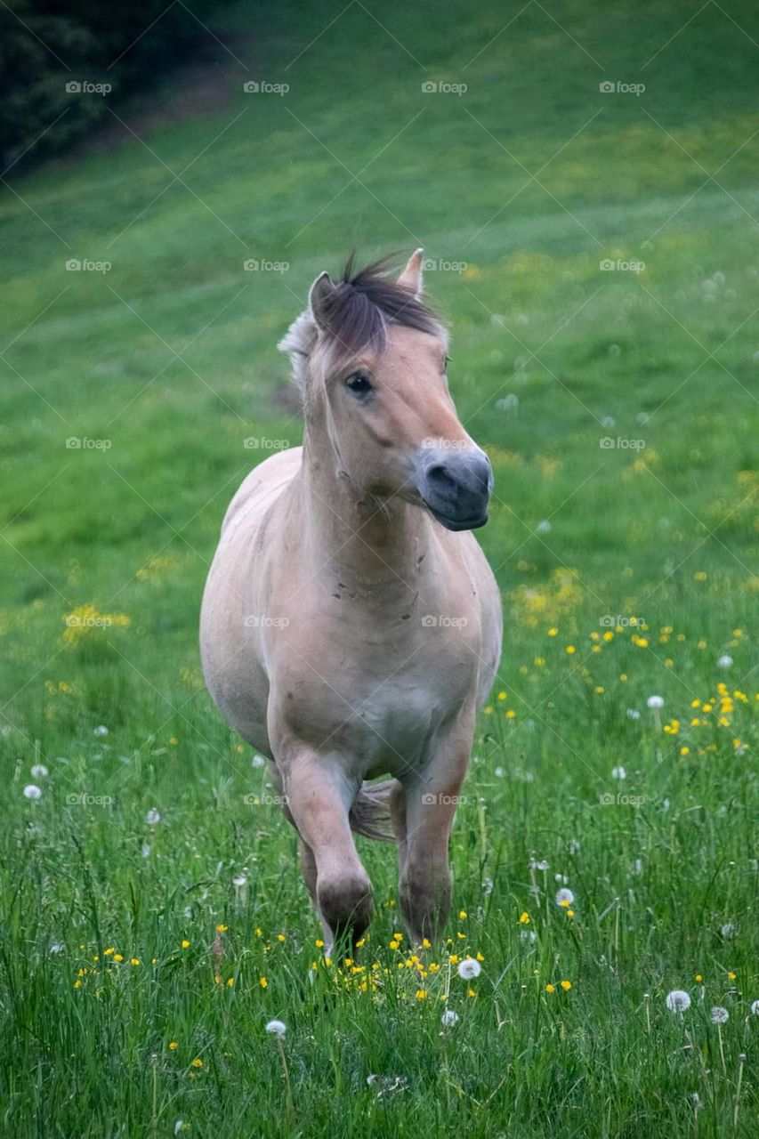 A perfect spring photography. 
A photography of a horse in the field .Running toward me .