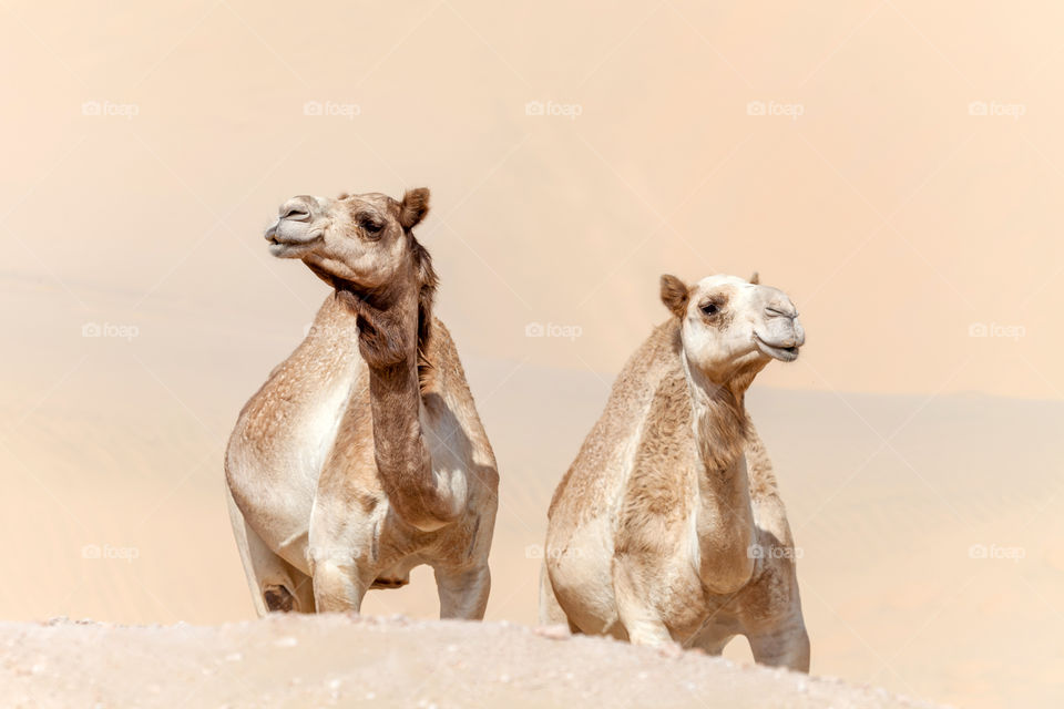 Two cute camels in the desert