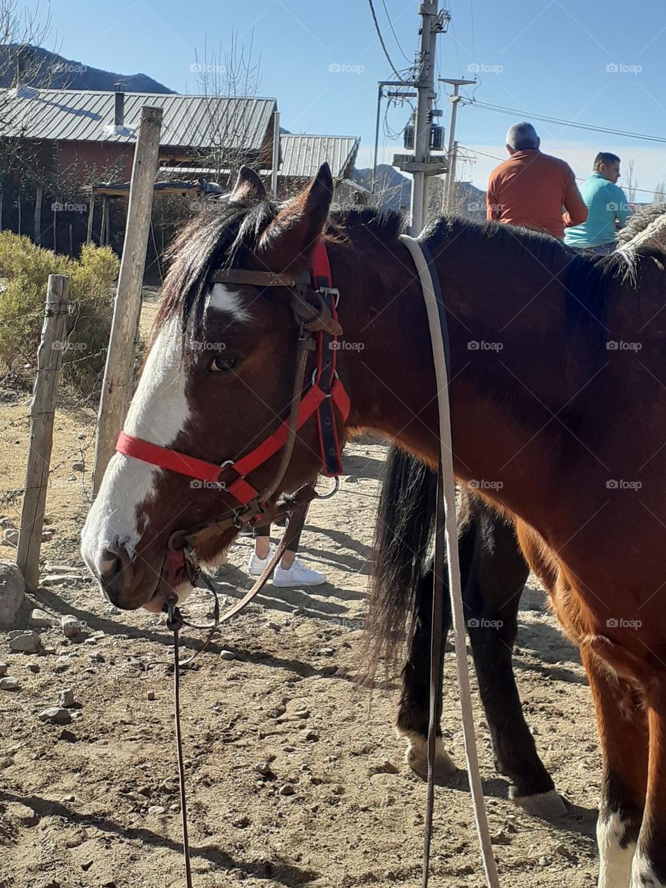 el caballo listo para pasear