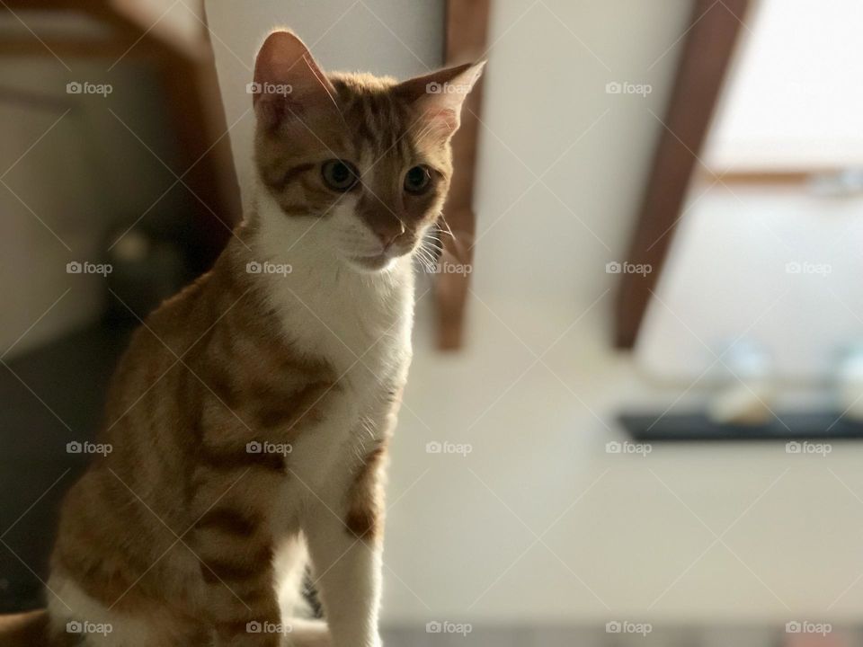 Ginger red European domestic cat staring at something with beams in the background 