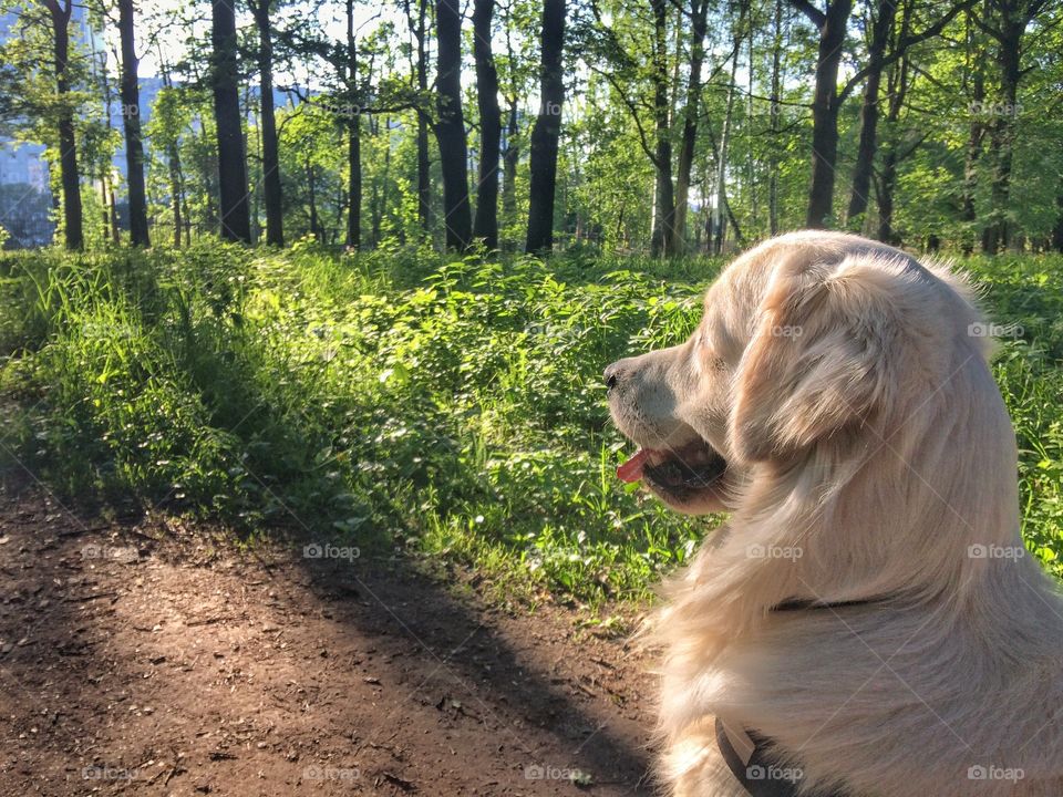 Enjoying sunshine. 
This is my dog. He is such a good fellow. 