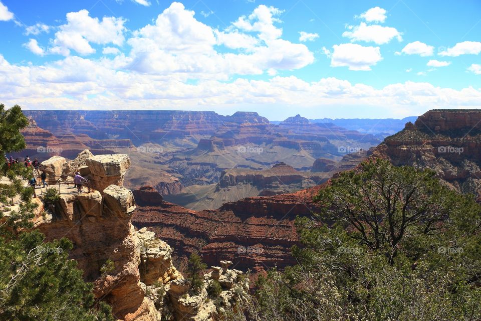 Trees growing at Grand Canyon