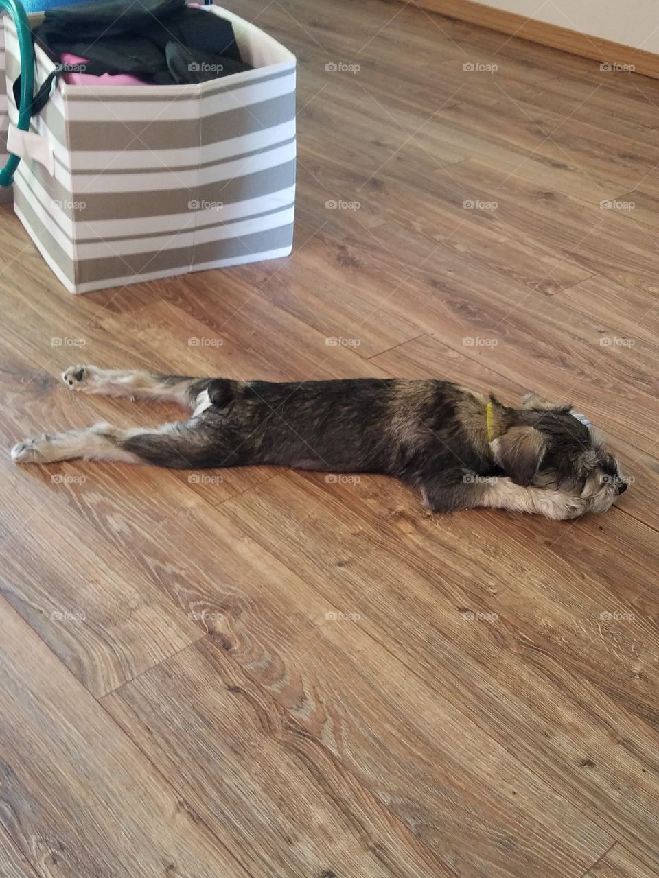 Frog dog schnauzer does a sploot