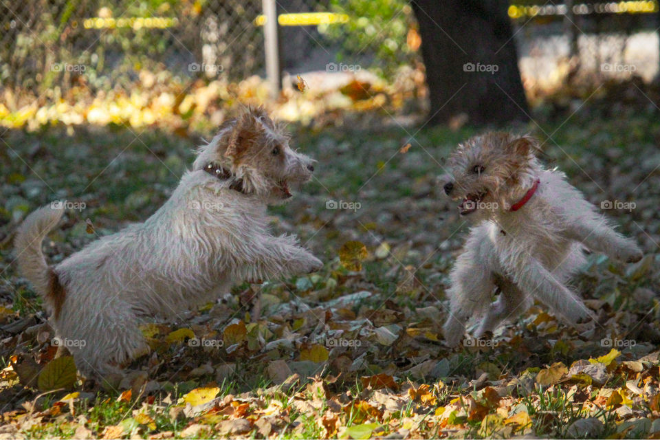 Puppy playing at autumn brown leaves