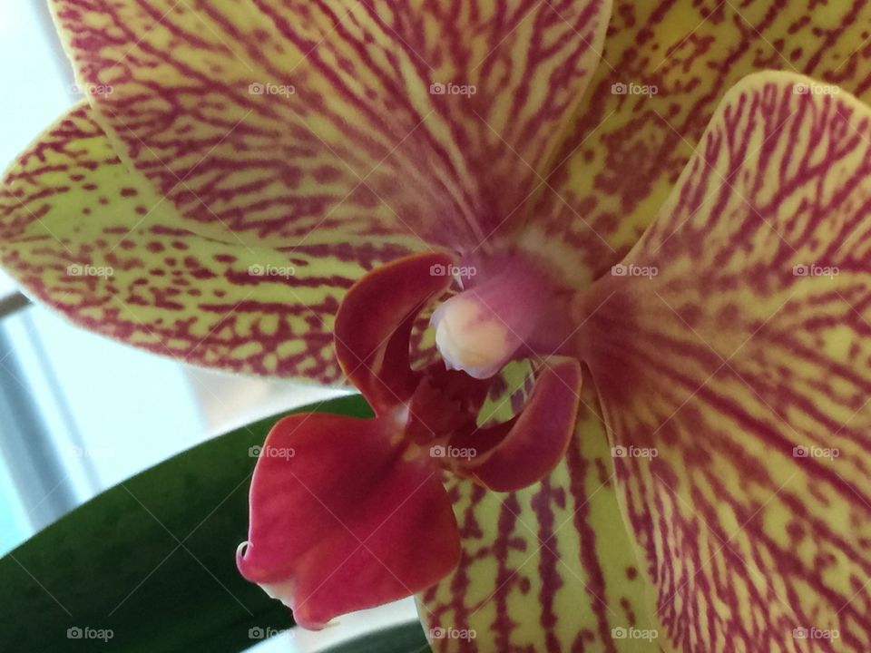 Orchid from home