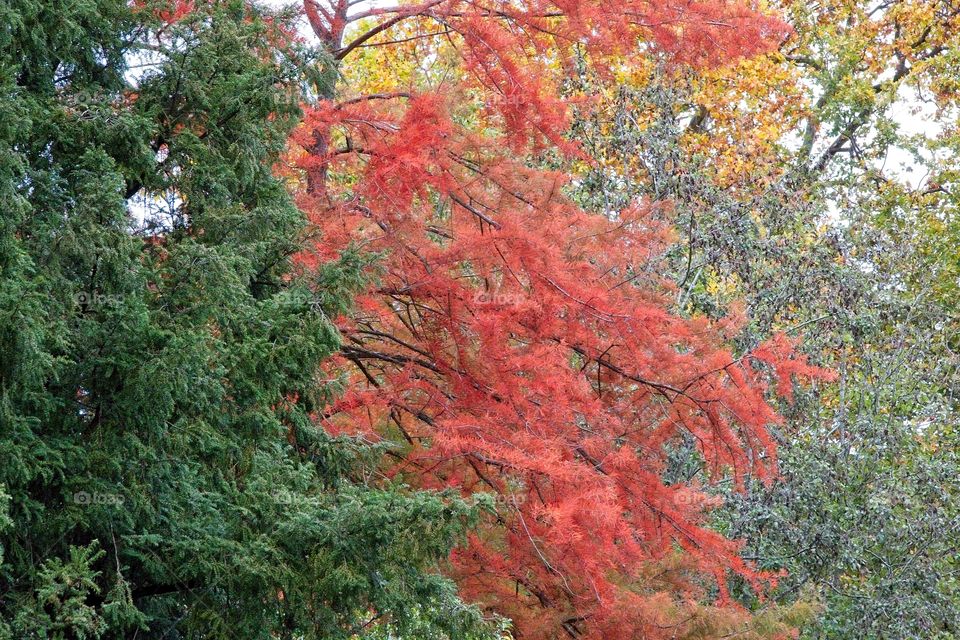 autumn tree in the park