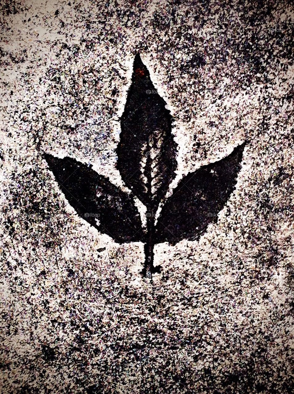 Texture leaf on cement