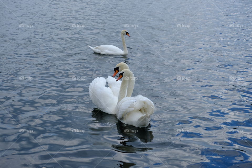 Swan, Water, Lake, Bird, No Person