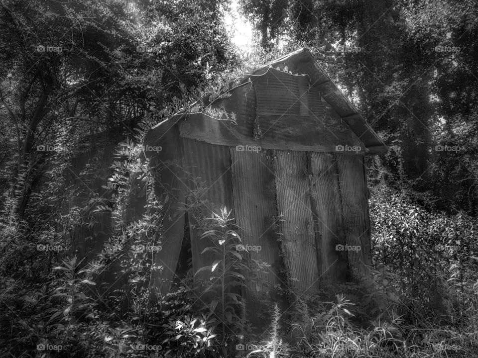 Forest Shed #1