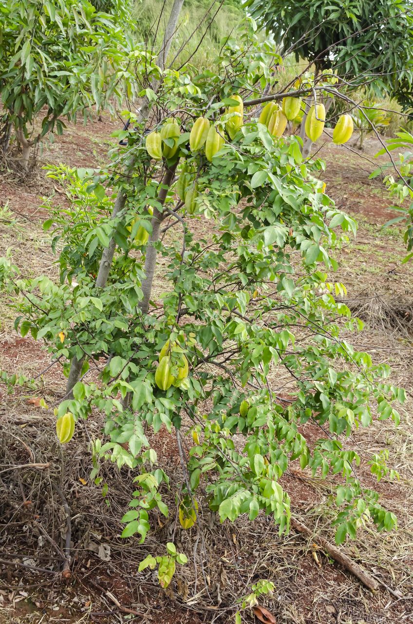 Star Fruit Tree