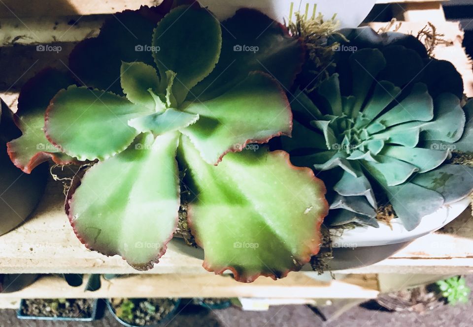 Green Succulent plants 