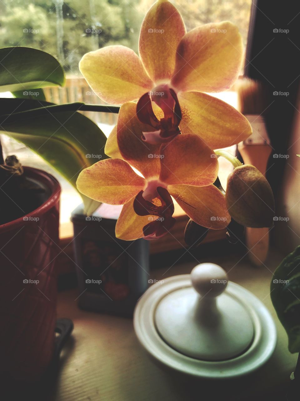 Orchids in the kitchen