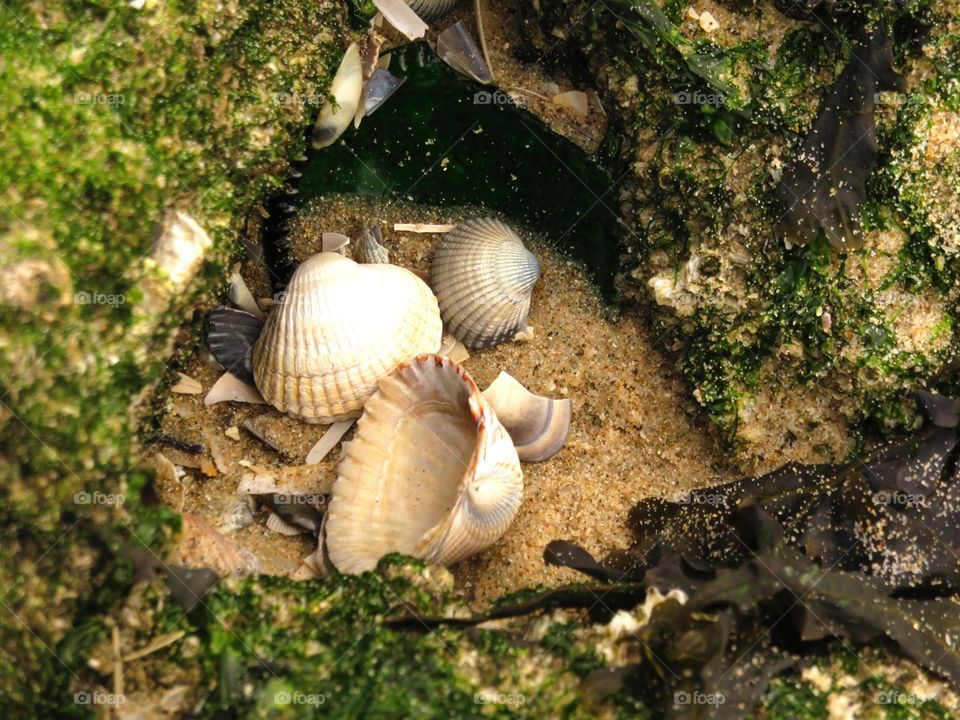 sea shells on the beach